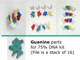 DNA - Deoxyribonucleic acid-4