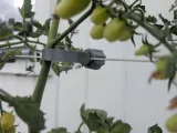 plant clamp-2