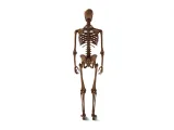 Human_Skeleton – Realistic Detailed Anatomical Bone Structur-4