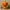 Cute Jack O‘ Lantern