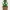 monster carnivorous plant 