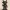 Imp Pawn(chess piece)