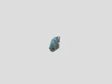 Fish-1