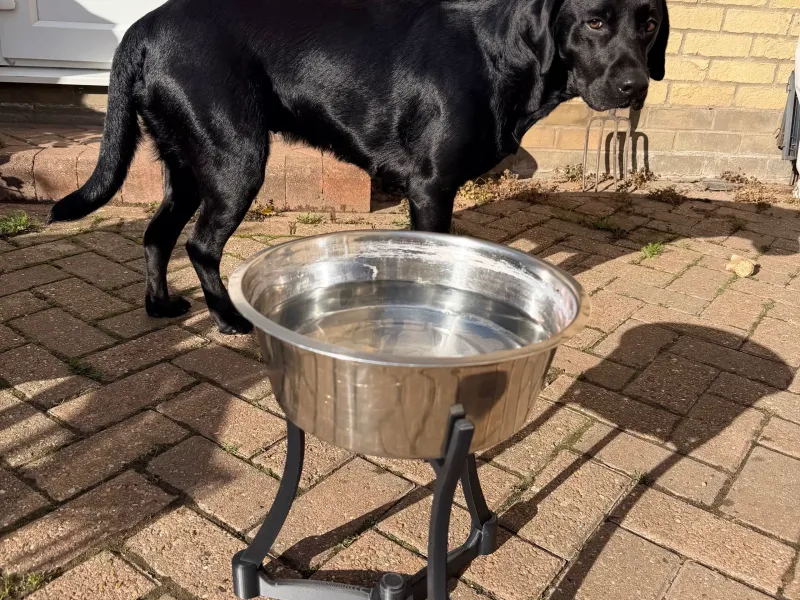 Suporte elevado para tigela de cachorro (ou suporte para vaso de planta?)