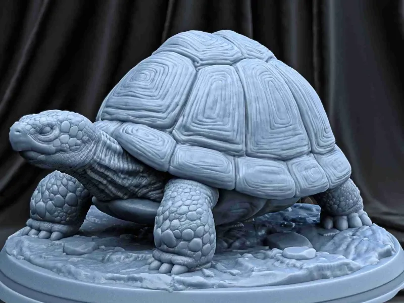 TORTOISE
