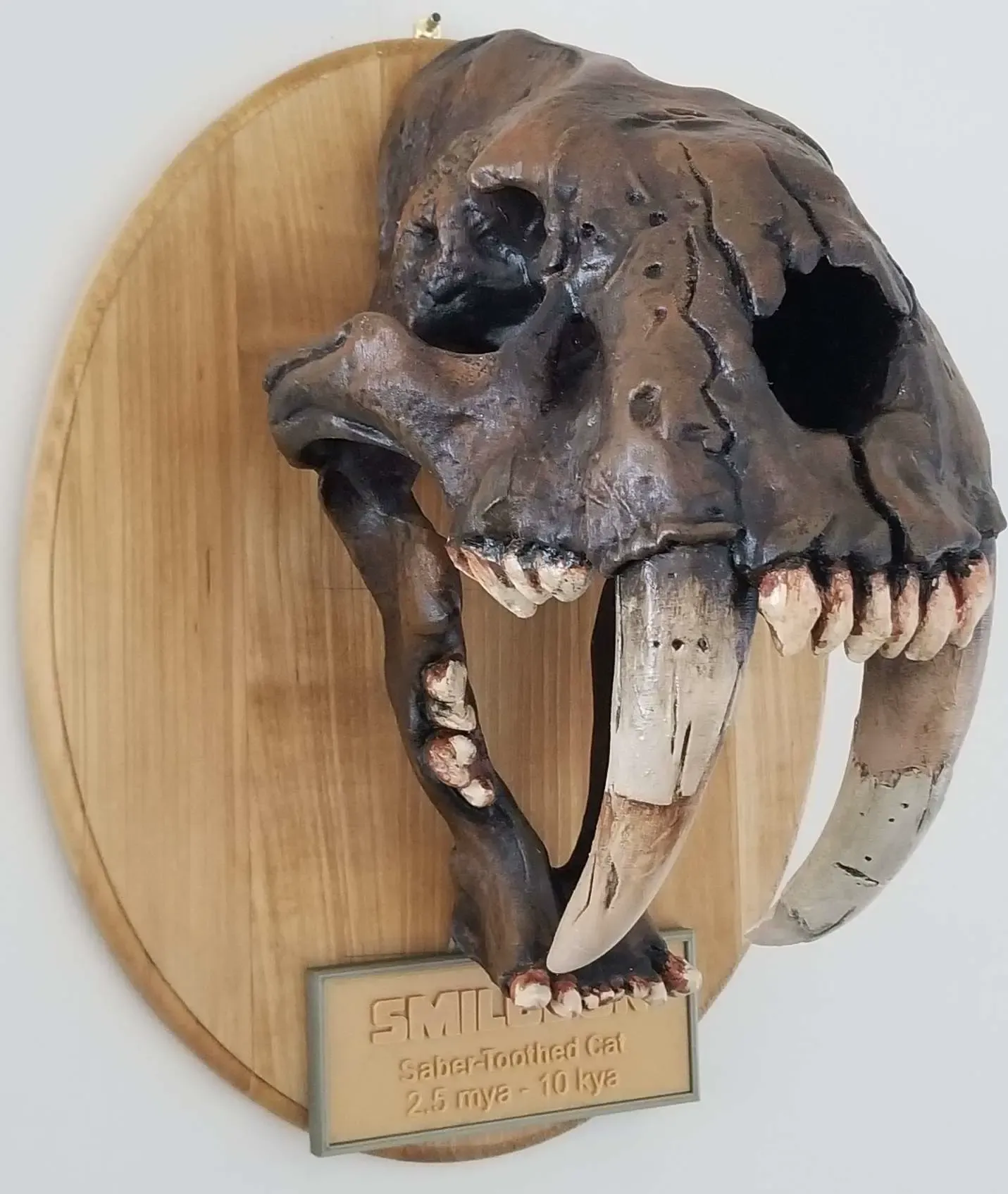Smilodon Skull Fossil 