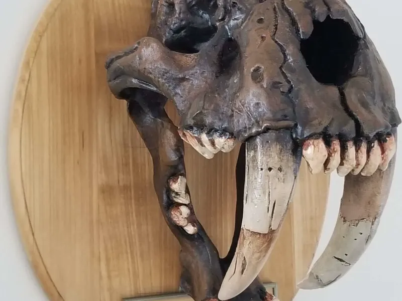 Fossile de crâne de Smilodon 