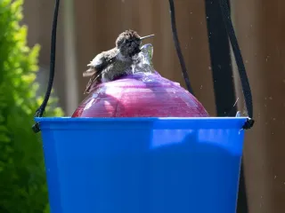Hummingbird Bath