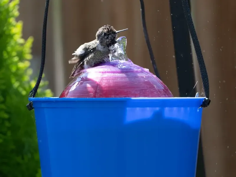 Hummingbird Bath