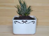 Rock-a-Plant 🌿🪑-4