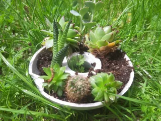 Double Planters Pot