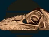 Ornamental Deluxe Bird Skull-4