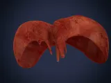Realistic Human Diaphragm Anatomy 3D Printable Model-5