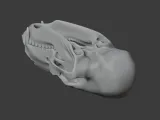 Bear Skull-1