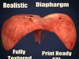 Realistic Human Diaphragm Anatomy 3D Printable Model-1