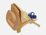 Anatomical Model of the Human Ear (Cross-Section)-2