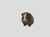 Guinea pig-1