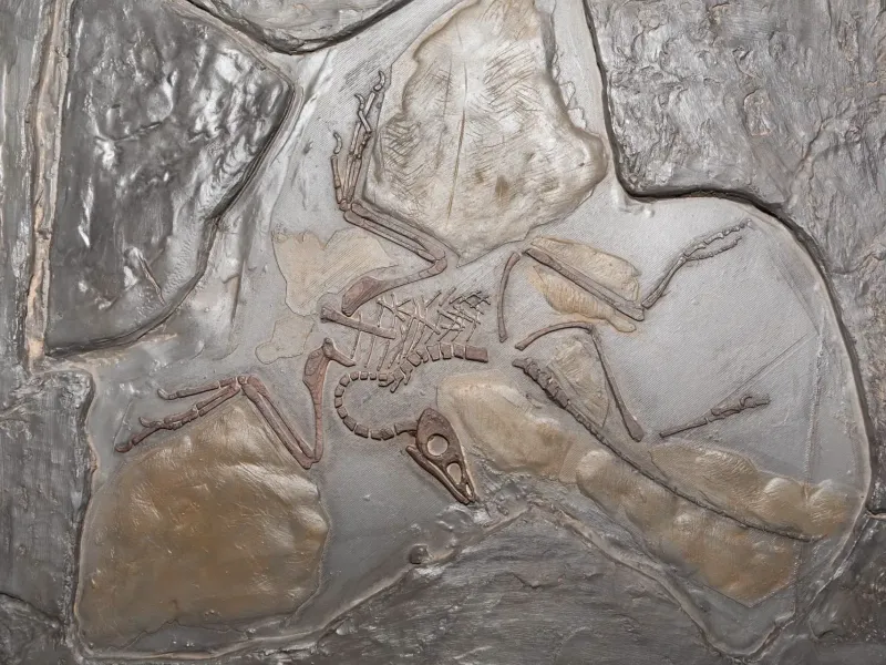 Archaeopteryx Fossil Replica – Educational Diorama Skeleton