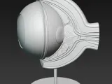 Eye / Auge-2