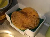 sponge holder -0