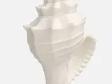 Conch shell-2
