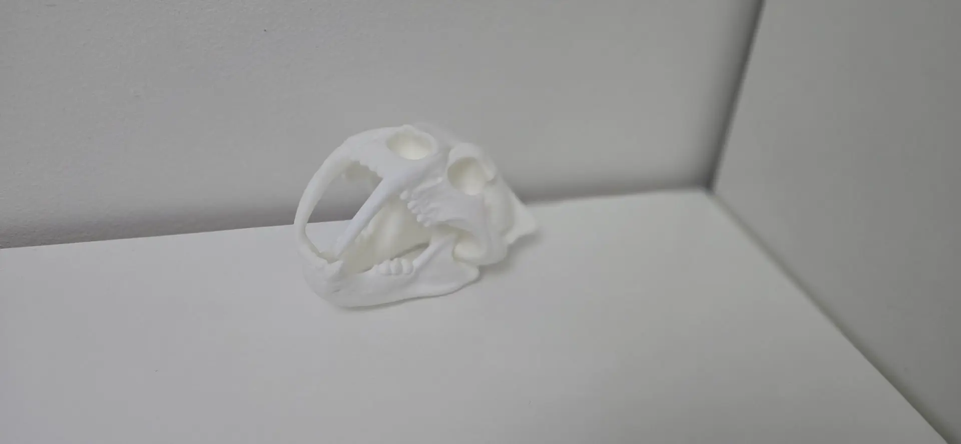 Saber-Tooth Skull – Halloween Special