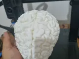 cerebro escala real-3