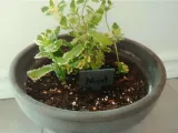 Plant marker-0