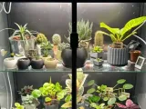IKEA RUDSTA - Plant Cabinet-1