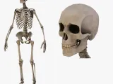 Anatomy Skelet Human-0