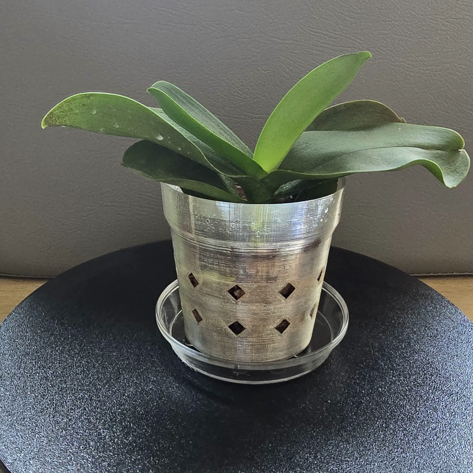 Phalaenopsis Orchid Transparent Plant Pot