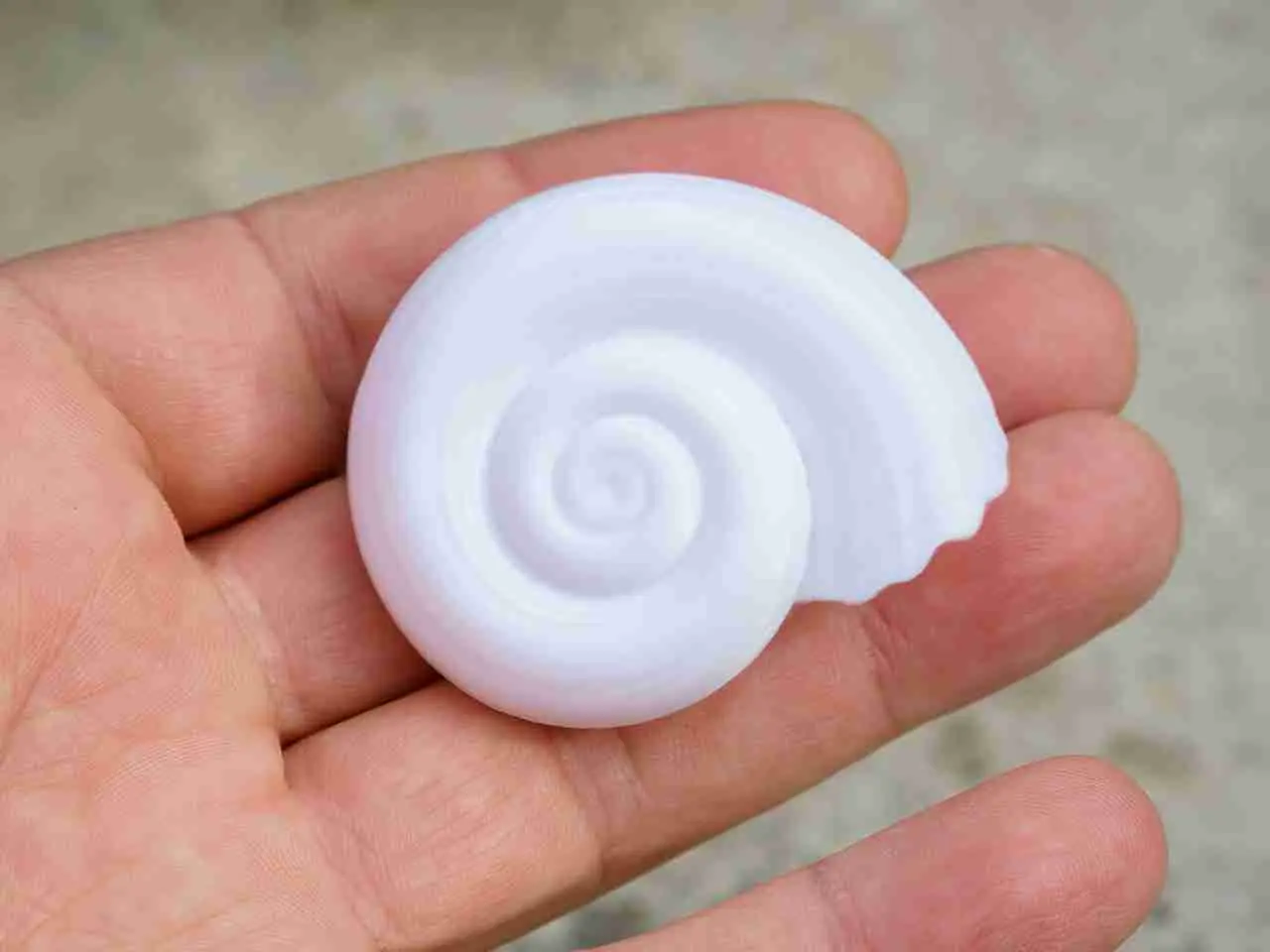 Concha de caracol objeto de decoración