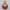Blooming Heart Rose – Noah0x03