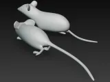 Maus / mouse-1
