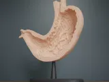 Human Stomach Cross Section Anatomy-2