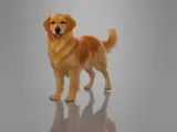 MINIATURE GOLDEN-3