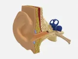 Anatomical Model of the Human Ear (Cross-Section)-1