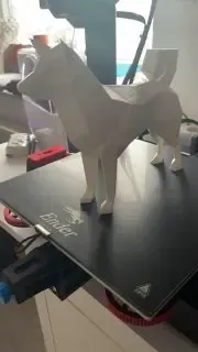 Shiba inu dog