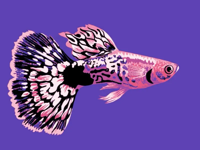Guppy - Canvas Multicolor