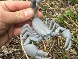 Scorpion, scorpion with claws-3
