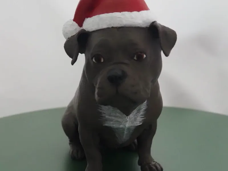 Kira - Engelse Stafford / Kira - English Staffordshire