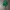 TOPPER PASTEL GRINCH