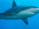 Blacktip Reefshark-0