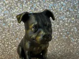 Cute Pittbull-2