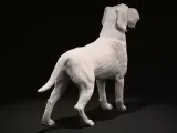 German Wirehaired Pointer (deutsch drahthaar)-2