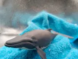 Humpback Whale-3