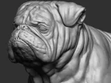 Bulldog-6