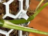 ClimbMate – Modular Moss Pole Planter with Self-Watering-8