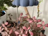 Rain Cloud Plant-0
