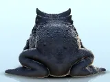 Giant frog (+ pre-supported version) (8) - miniatures warham-2